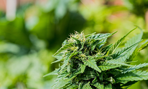 6 Most Common Cannabis Terpenes: Effects and Strains Cannabis Terpenes: Effects and Strains